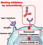 Could auto-antibodies be linked to severe COVID-19?