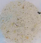 Could microplastics in soil introduce drug-resistant superbugs to the food supply?