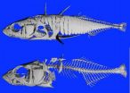 Counting fish teeth reveals regulatory DNA changes behind rapid evolution, adaptation 3