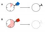 Counting the seconds for immunological tolerance