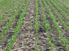 Cover crops can sequester soil organic carbon