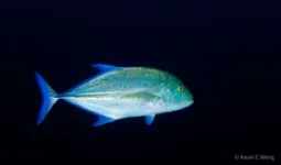 COVID lockdown allows study of tourism’s impact on Hawaii fishes 2