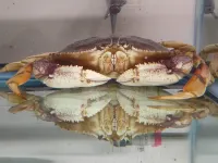 Crab populations are crashing. Could losing their sense of smell be one of the important reasons why?