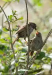 Cracking the code: Genome sequencing reveals why songbirds are larger in colder climates