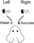 Cracking the puzzle of lower respiratory tract infections in children 2