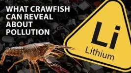 Crawfish could transfer ionic lithium from their environment into food chain 3