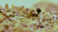 Crazy ants dominate fire ants by neutralizing their venom