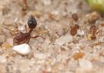 Crazy ants dominate fire ants by neutralizing their venom 2