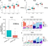 CREB5 linked to stem cell-like programs that promote prostate cancer progression