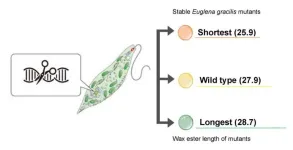 CRISPR/Cas9 modifies euglena to create potential biofuel source