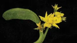 CRISPR manipulates plants’ flower powers