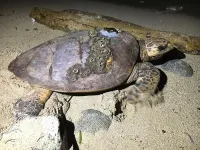 Critically endangered hawksbill turtles migrate up to 1,000km from nesting to foraging grounds in the Western Caribbean, riding with and against ocean currents to congregate in popular feeding hotspot