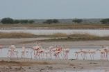 Cross-border conservation vital to protect birds in a climate-change world