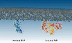 Crucial step in formation of deadly brain diseases discovered