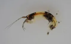 Crustacean with panda-like coloring confirmed to be a new species