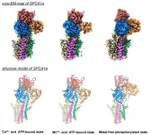 Cryo-electron microscopy captures structure of a protein pump