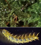 Cryptic fleshy coat aids larvae in crawling on a moss carpet