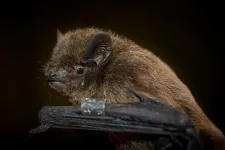 Cryptic sense of orientation of bats localised: the sixth sense of mammals lies in the eye