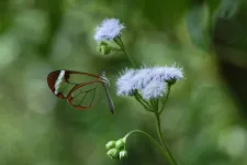 Crystal clear: Lepidopterans have many ways of being transparent