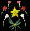 CSHL-led team discovers new way in which plants control flower production