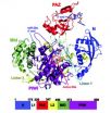 CSHL researchers solve structure of human protein critical for silencing genes