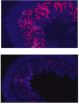 CSHL team perfects non-lethal way of switching off essential genes in mice