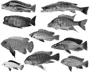 CT scans offer new view of Lake Malawi cichlid specimens in Penn State museum