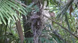 Cuckoos evolve to look like their hosts - and form new species in the process