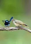 Cuckoos evolve to look like their hosts - and form new species in the process 2