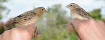 Cuckoos mimic harmless species as a disguise to infiltrate host nests