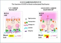 CUHK study brings new direction for treating neurological diseases