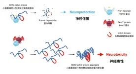 CUHK unveils balance between two protein counteracting forces in hereditary ataxias