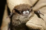 Culling cant control deadly bat disease