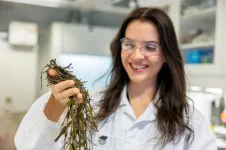 Cultivated kelp can now be as good as wild kelp