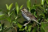 Cultural evolution changes bird song