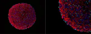 Culturing muscle cells