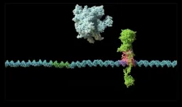 Curiosity- driven experiment helps unravel antibiotic-resistance mystery