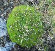 Cushion plants help other plants survive 