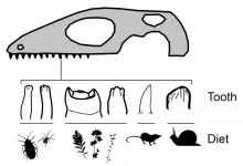 Cutting-edge analysis of prehistoric teeth sheds new light on the diets of lizards and snakes