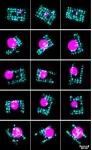 Cutting-edge imaging technique shines light on how DNA strands stack up 2