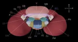 Cuttlefish brain atlas first of its kind 3