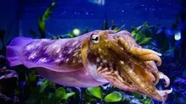 Cuttlefish camouflage: more than meets the eye 3