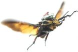 Cyborg beetle research allows free-flight study of insects 2