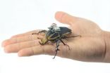 Cyborg beetle research allows free-flight study of insects 3