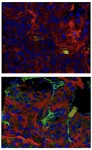 Cyborg technology analyzes the functional maturation of stem-cell derived heart tissue