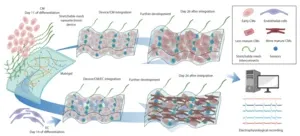 Cyborg technology analyzes the functional maturation of stem-cell derived heart tissue 2