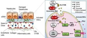 Cytoglobin: key player in preventing liver disease