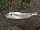 Dam removal improves shad spawning grounds, may boost survival rate 2