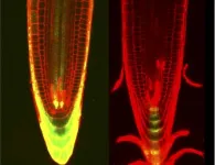 Damage control: Plants juggle genome maintenance and growth by being organized