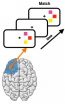 Damage to prefrontal cortex compensated by intact areas, showing flexible nature of memory